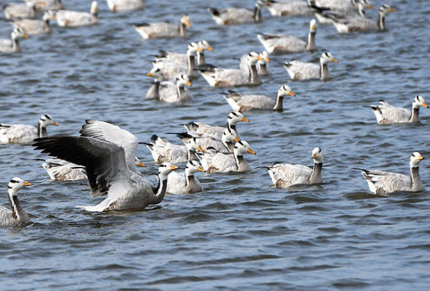 Avian flu suspected in up to 15 bird deaths at New York City zoos