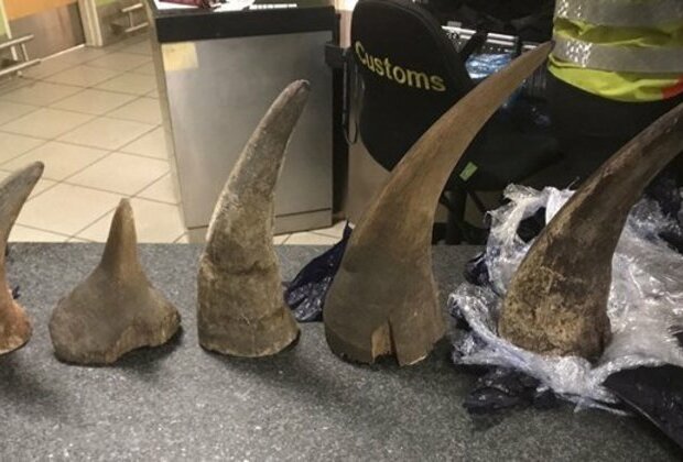 Rhino horn syndicate: Another Mpumalanga cop arrested