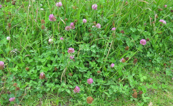 Unlocking clover's potential to reduce fertiliser use