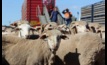  ALEC and NFF urge government to reconsider its live sheep export phase out. Image courtesy ALEC.