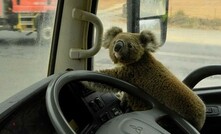 Victims of the fires: a tiny koala is rescued by a truck driver in Nerriga, NSW