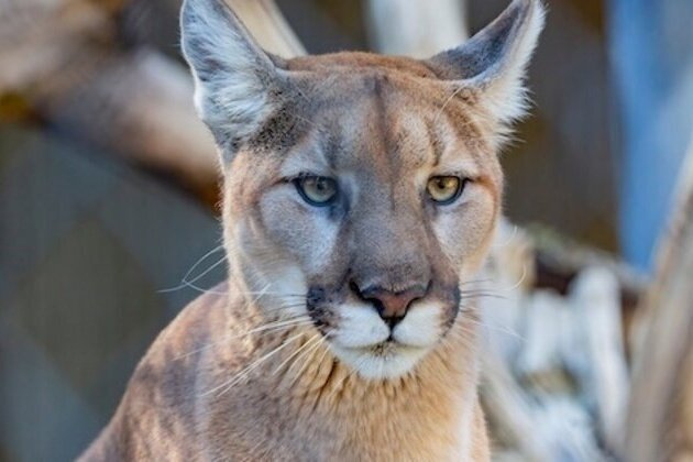 Florida's wildlife corridor model could go national