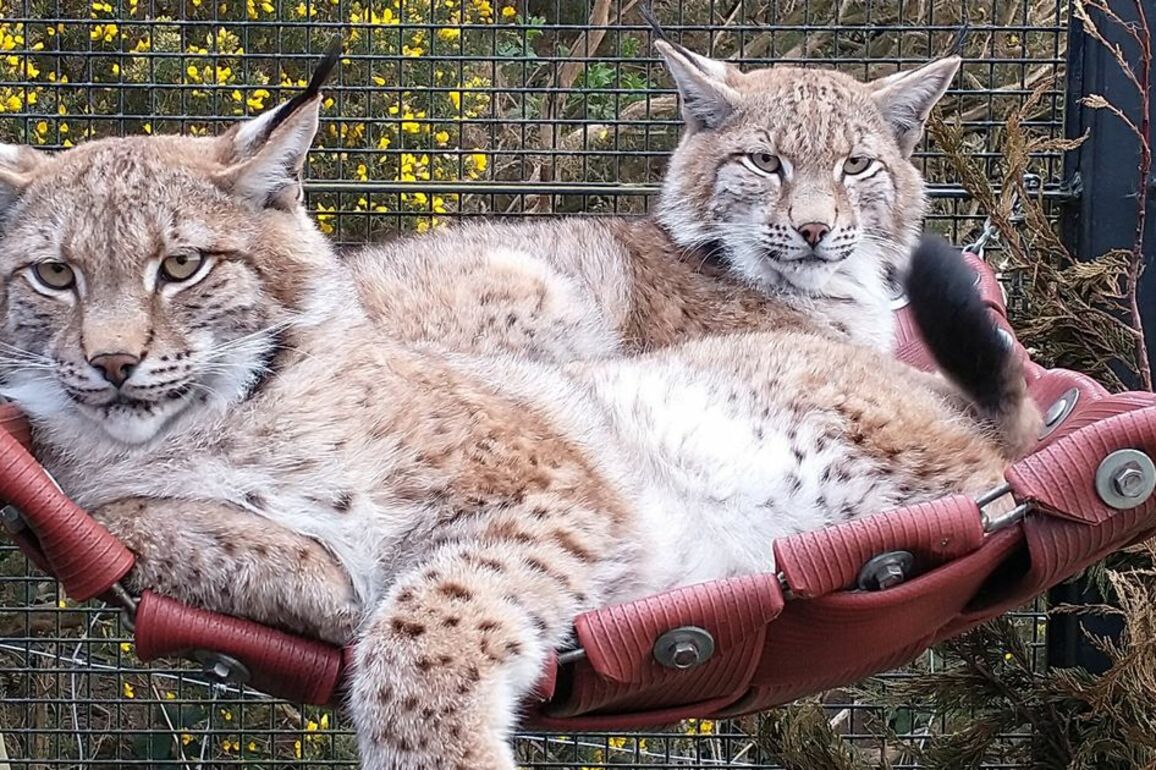 Three lynx illegally released in Scottish Highlands moved to wildlife park
