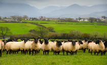 Industry warns sheep farmers of bluetongue risks during peak sales season