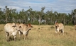 Queensland investor scoops cattle property for $10.25M