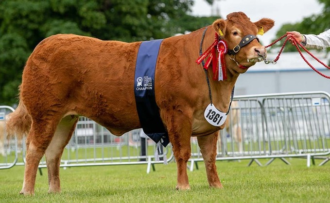 RHS21: Limousin victory in Royal Highland continental championship