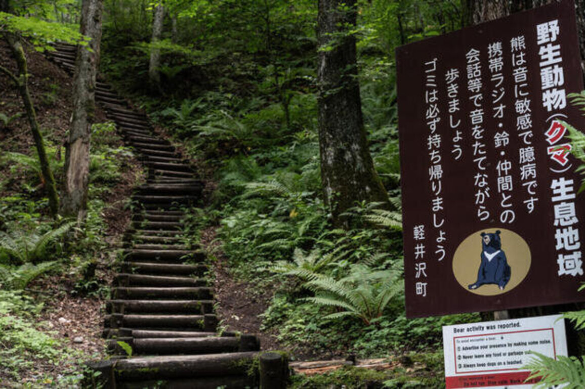 Japanese governor calls for military help amid spike in bear attacks