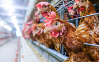 Colony cages to be banned as Defra unveils animal welfare shake-up