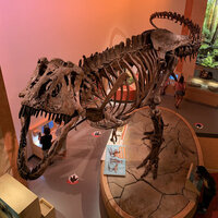 I'm a physicist who studies fossils, and I recently discovered preserved blood vessels in the world's largest T. rex