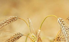 Crops steal genes to accelerate evolution