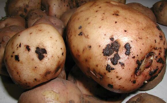 End dates for potato fungicide announced