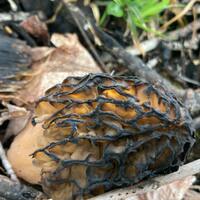 Brown- How little fish and secret mushrooms can salve Minnesotas culture wars