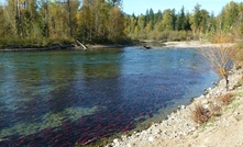 One of the streams Salmon Gold has cleaned up.