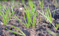 T2 fungicide spraying places focus on yield potential of winter wheat crops