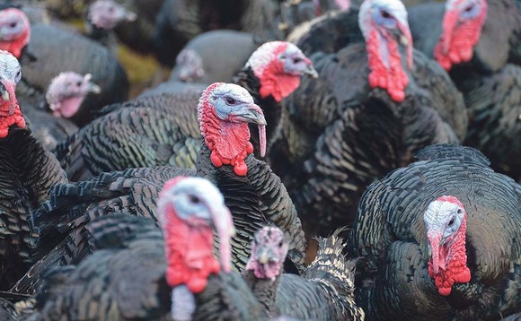Buy Christmas turkeys direct from farm on #buymyturkeyday