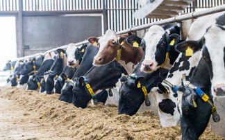 Milk recording key to managing cell counts