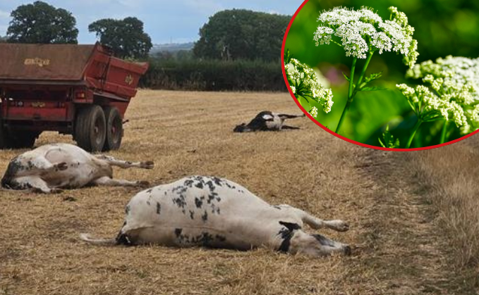 Credit: Tyndale Vets Ltd Credit: Tyndale Vets Ltd
