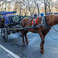 Tourist tradition under fire as carriage driver faces cruelty charge