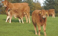 Redefining prime cattle could cut emissions