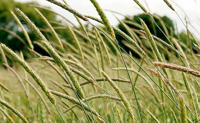  urged to participate in grass-weed research