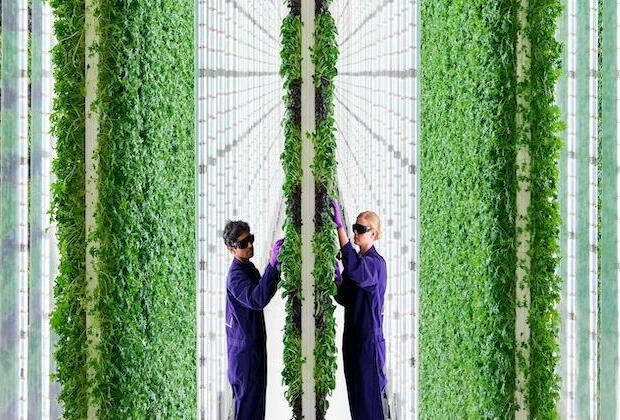 Indoor vertical farming startup Plenty building largest indoor farm