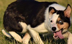 Sheepdogs worth £13,500 stolen