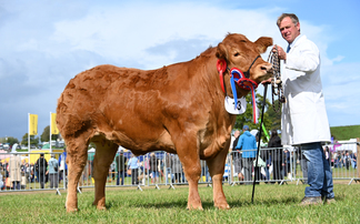 Local Limousin takes the trophy at Kington Show