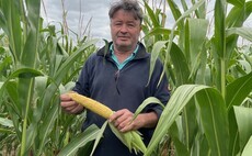 How smart variety choice is keeping maize in the rotation