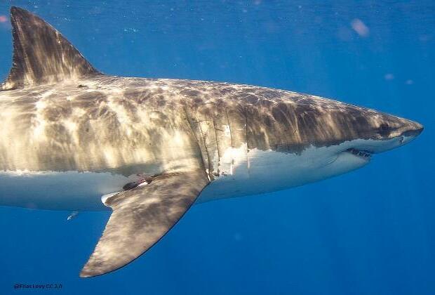 US woman killed by shark in Bahamas