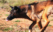 Record amount to control wild dogs in WA