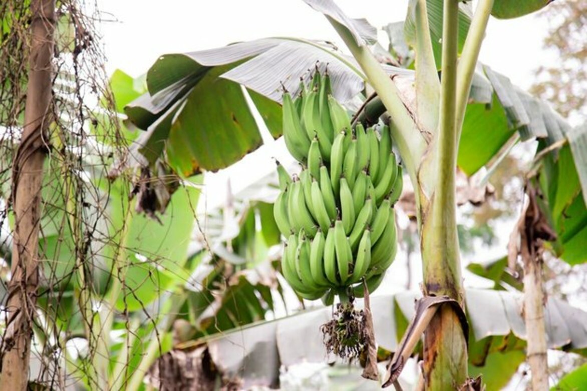 (Hello Africa) Cameroon aspires to become leading plantain producer
