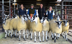 Auction mart sales round up: Mule ewe lamb record at Hexham; British Friesian bulls hit new highs at Carlisle; Centre records set at Dingwall