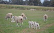 WA sheep producers have been warned to keep an eye out for signs of nutritional diseases in lambing ewes. Credit: Mark Saunders.