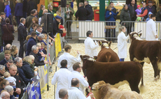 English Winter Fair cancelled due to bluetongue risk