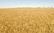 WA's wheat yields have been solid despite less annual rainfall over a long period.