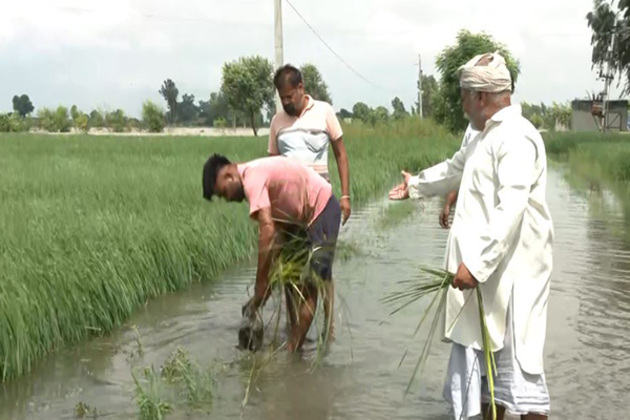 Punjab farmers suffer crop losses as Satluj water enters fields in Fazilka; Govt. establishes relief centres for flood-affected people