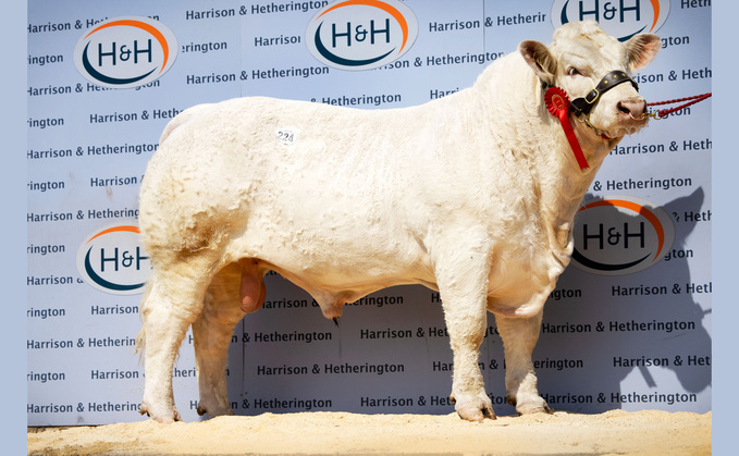 Trouper tops Charolais bulls at 10,000gns at Carlisle