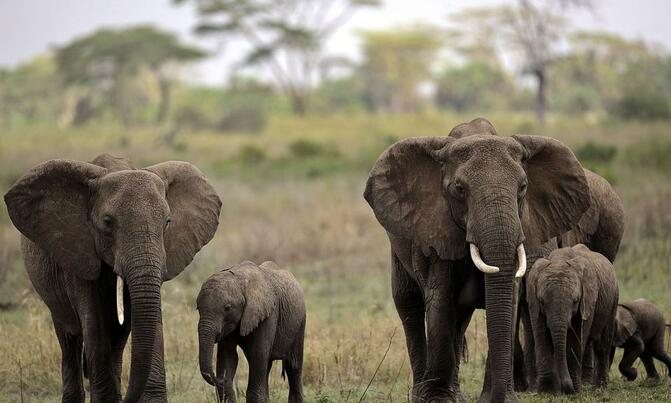 Zimbabwe says 12 young elephants died from bacterial infection Zimbabwe says 12 young elephants died from bacterial infection