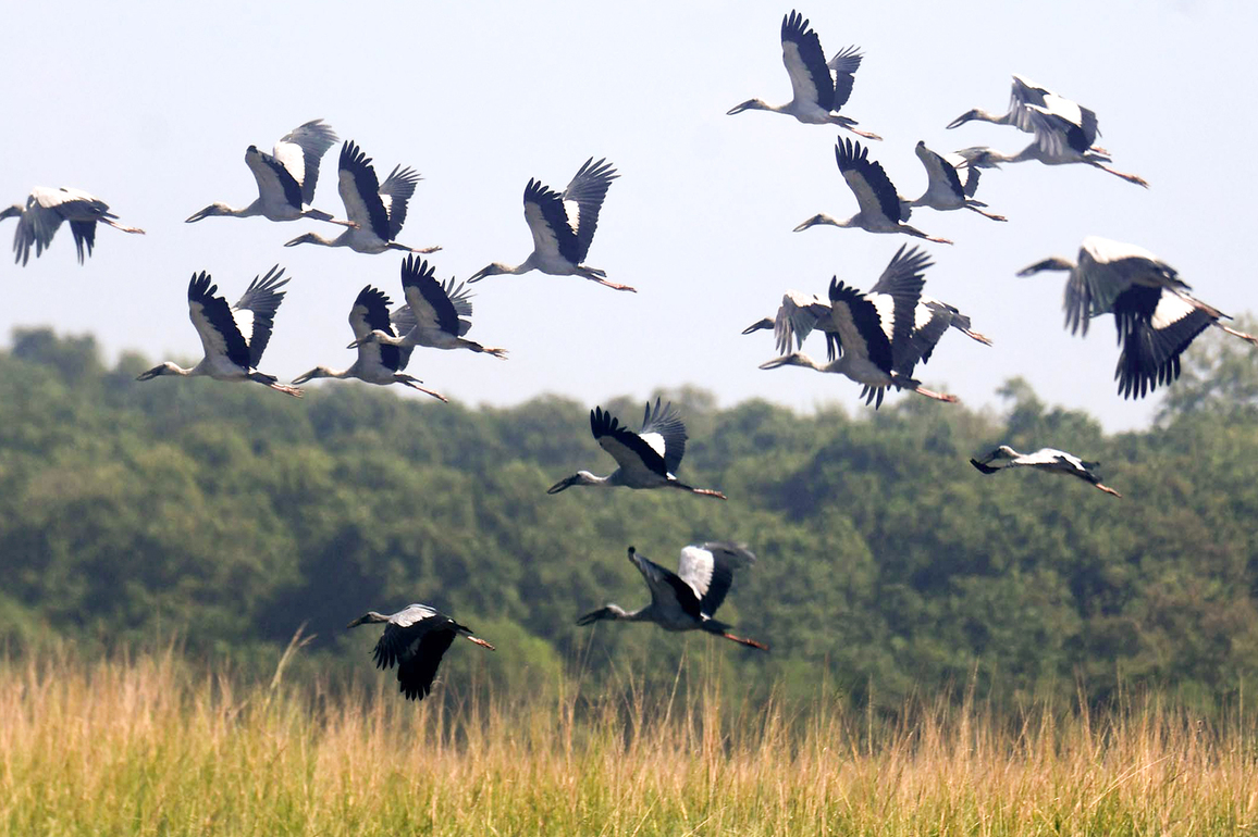 Assam: Pobitora Wildlife Sanctuary welcomes surge of migratory birds as tourist season picks up