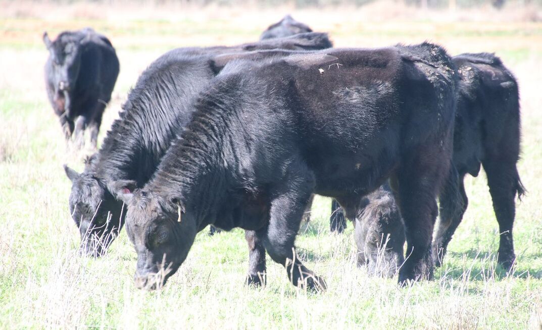 The Goodens from Sandigo, New South Wales, value-add to their surplus seedstock production by processing and marketing their own beef.