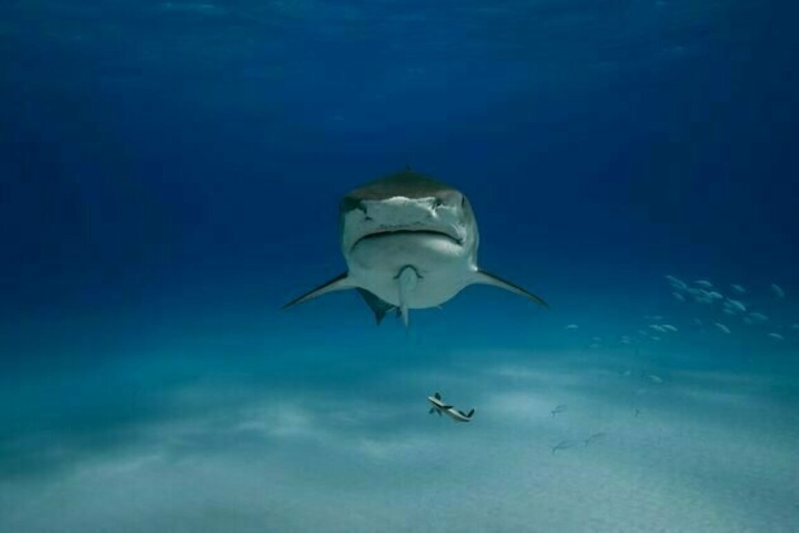 Sharks now roam the open ocean. But for 200 million years, they only lived near the sea floor