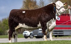 Flying Hereford trade at Shrewsbury