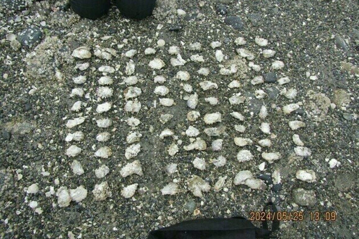 Two recreational shellfish harvesters receive fines and fishing bans