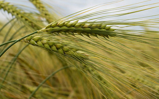 What the AHDB barley Recommended Lists have to offer