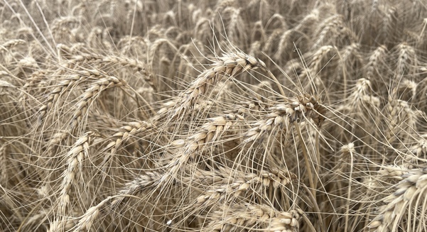 Wheat prices aren't very exciting, but analysts predict there could be opportunities ahead.