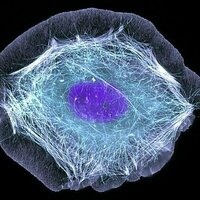 Cells lining your skin and organs can generate electricity when injured - potentially opening new doors to treating wounds