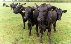 Sainsbury's looks to support farmers as it launches UK's largest lower carbon beef range 