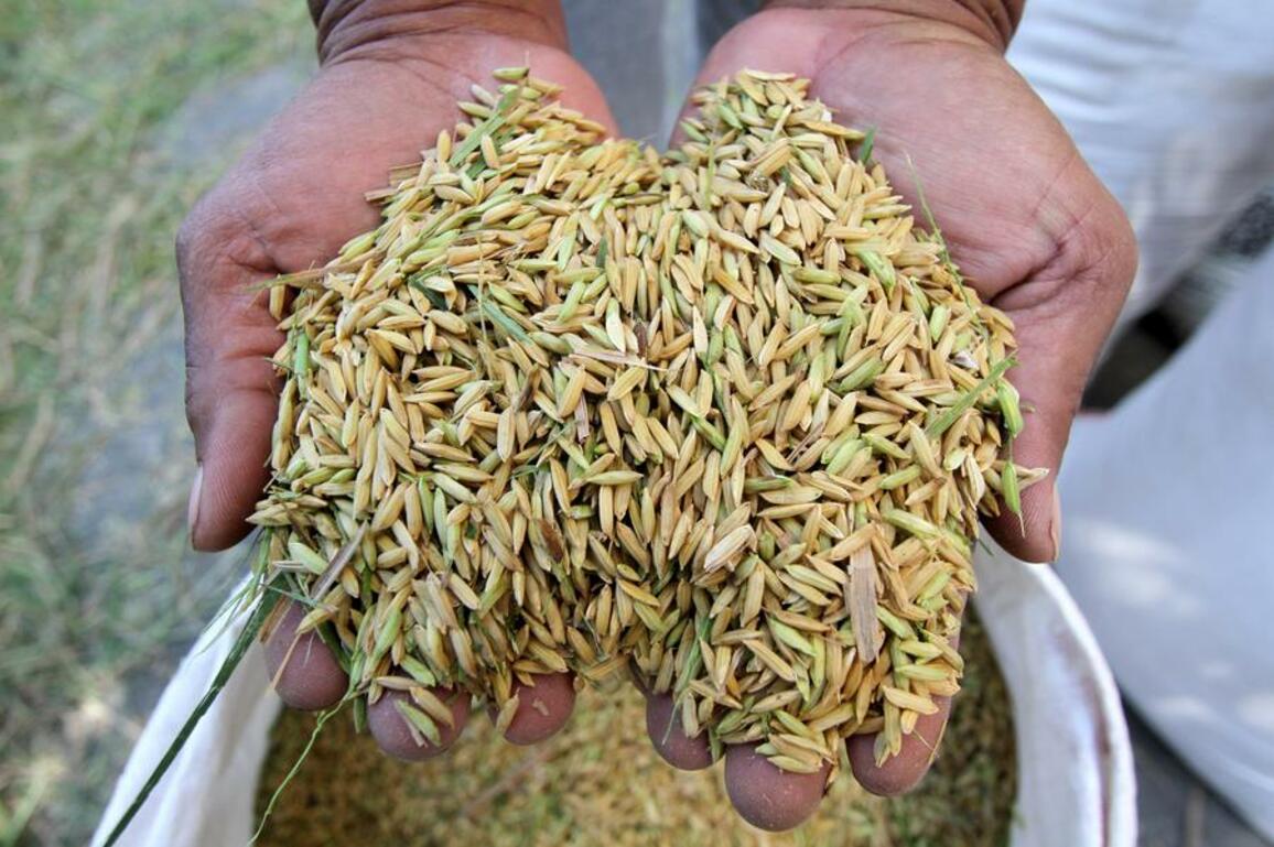 Asia Album: Indonesia records historic rice reserves at 4.2 mln tons following production surge