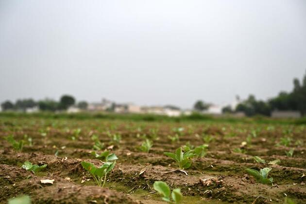 From Tianjin to Punjab, Chinese cauliflower varieties reshape agriculture in Pakistan and beyond