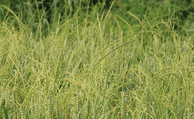 How one Essex grower is trialling a new herbicide active to tackle ryegrass problems